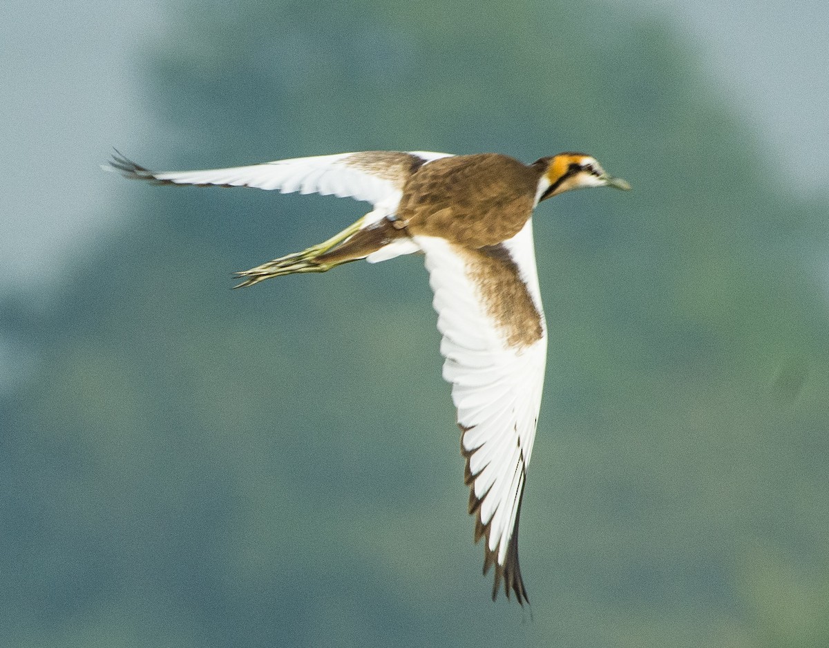 Pheasant-tailed Jacana - ML291090951