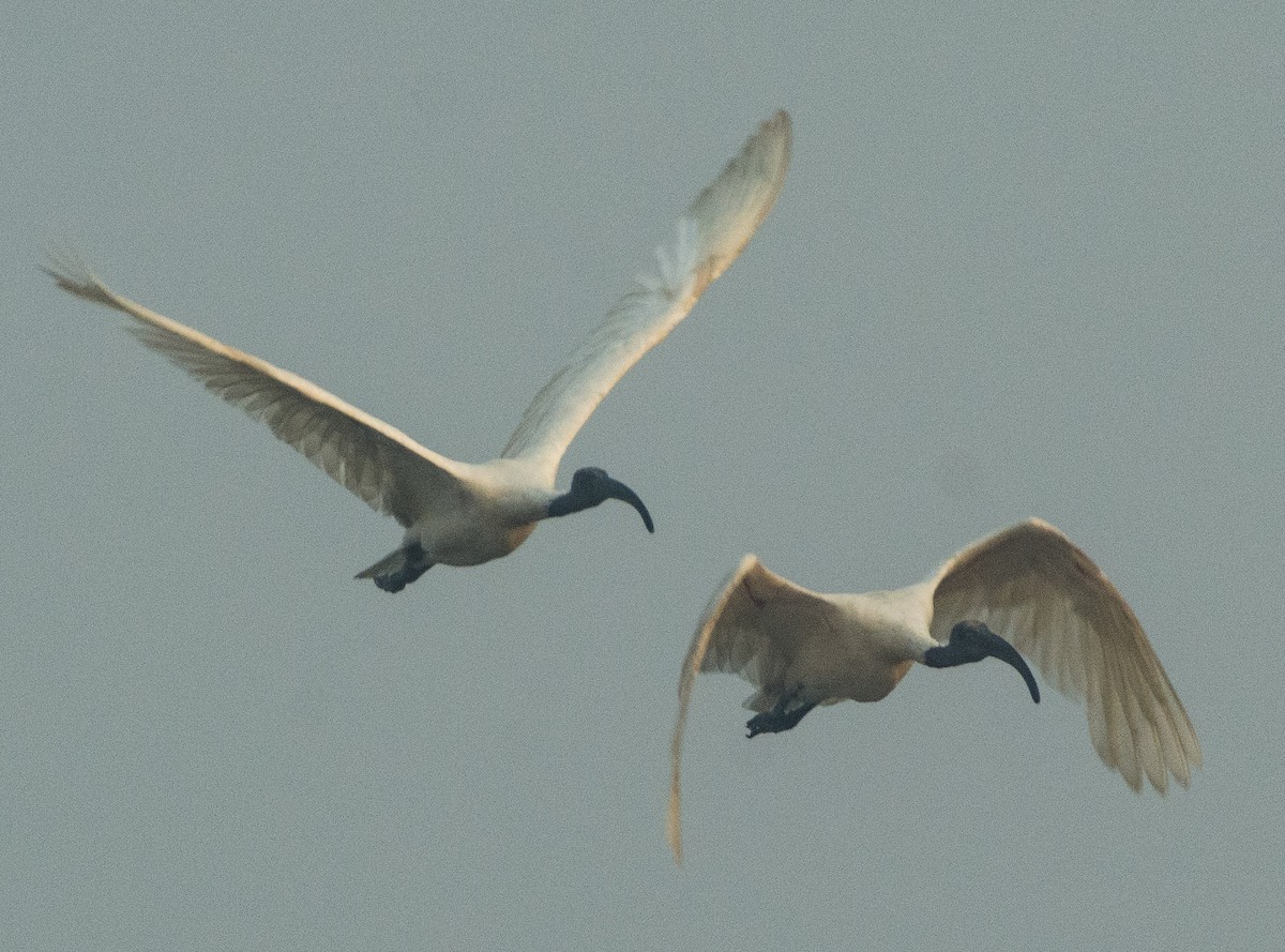 Ibis à tête noire - ML291091081