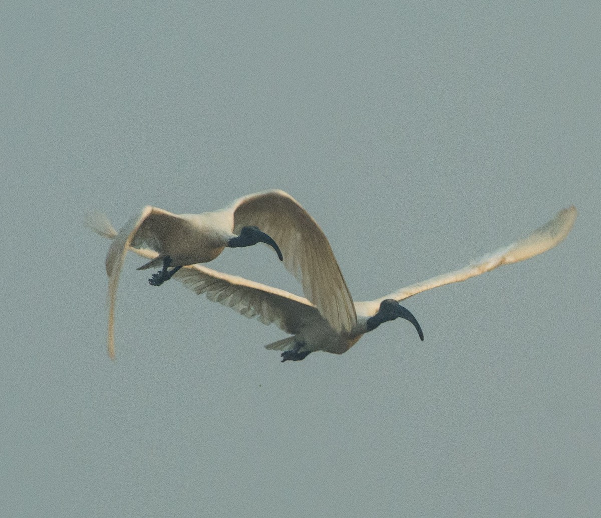 Ibis à tête noire - ML291091091