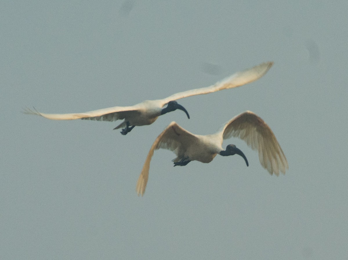 ibis černohlavý - ML291091101
