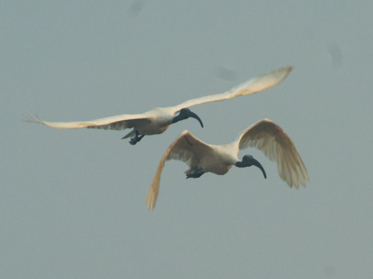 Ibis à tête noire - ML291091101