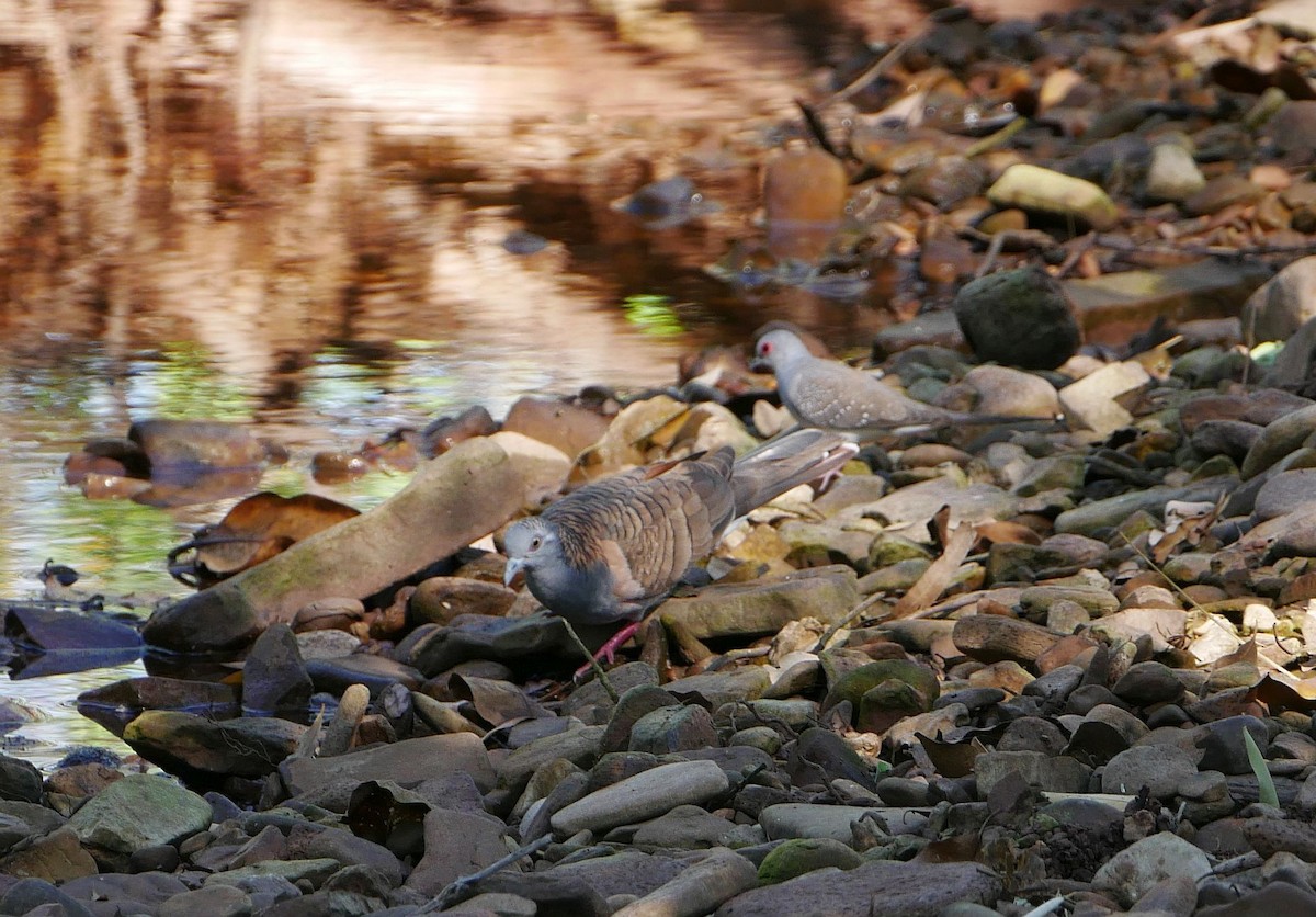 Bar-shouldered Dove - Sabine Gonelli