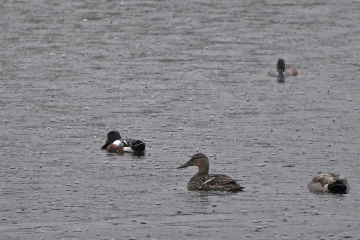 Northern Shoveler - Brian Henderson