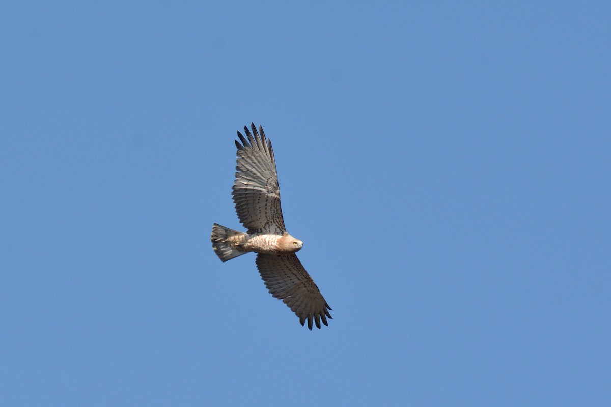 Short-toed Snake-Eagle - ML291093891