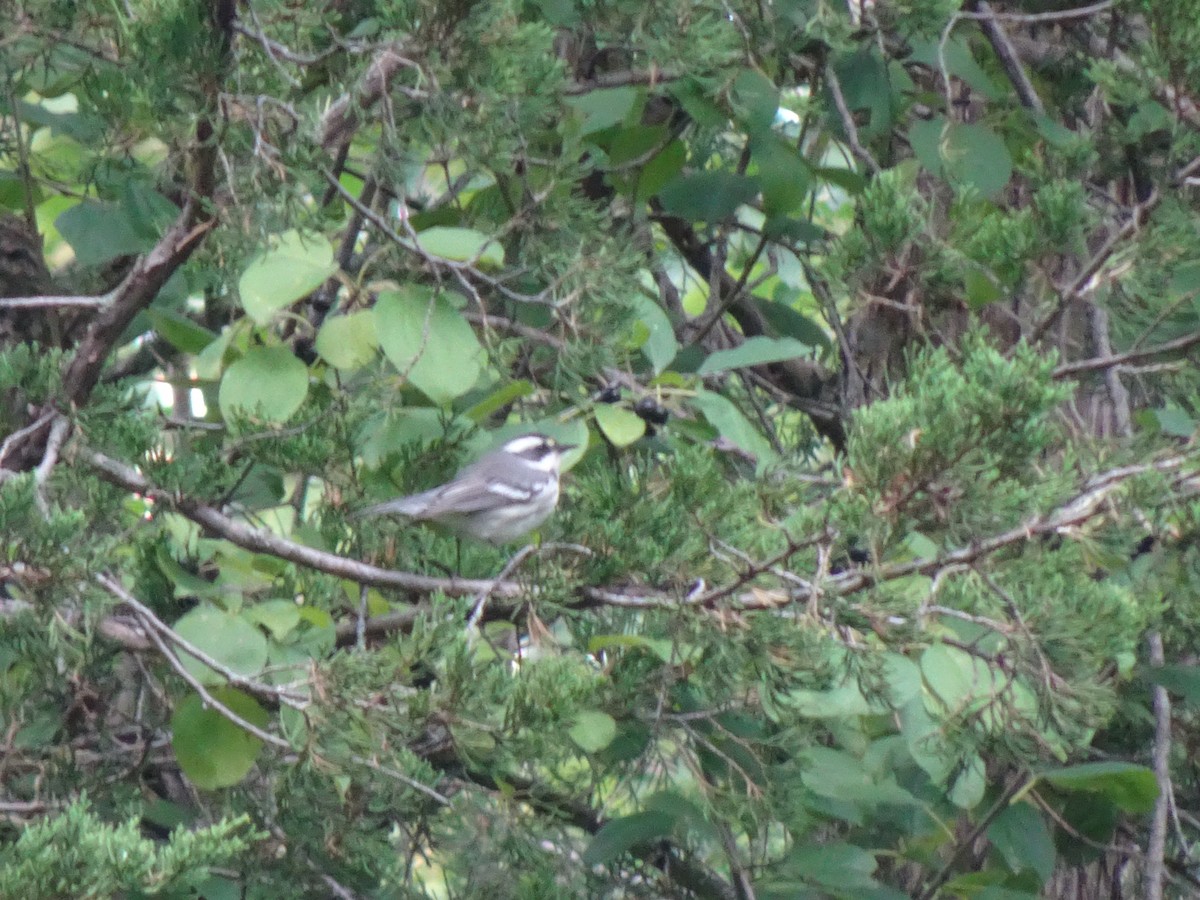 Black-throated Gray Warbler - ML291094581