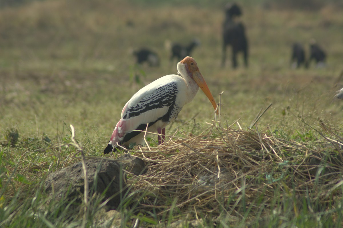 Painted Stork - Kshitija Gupta