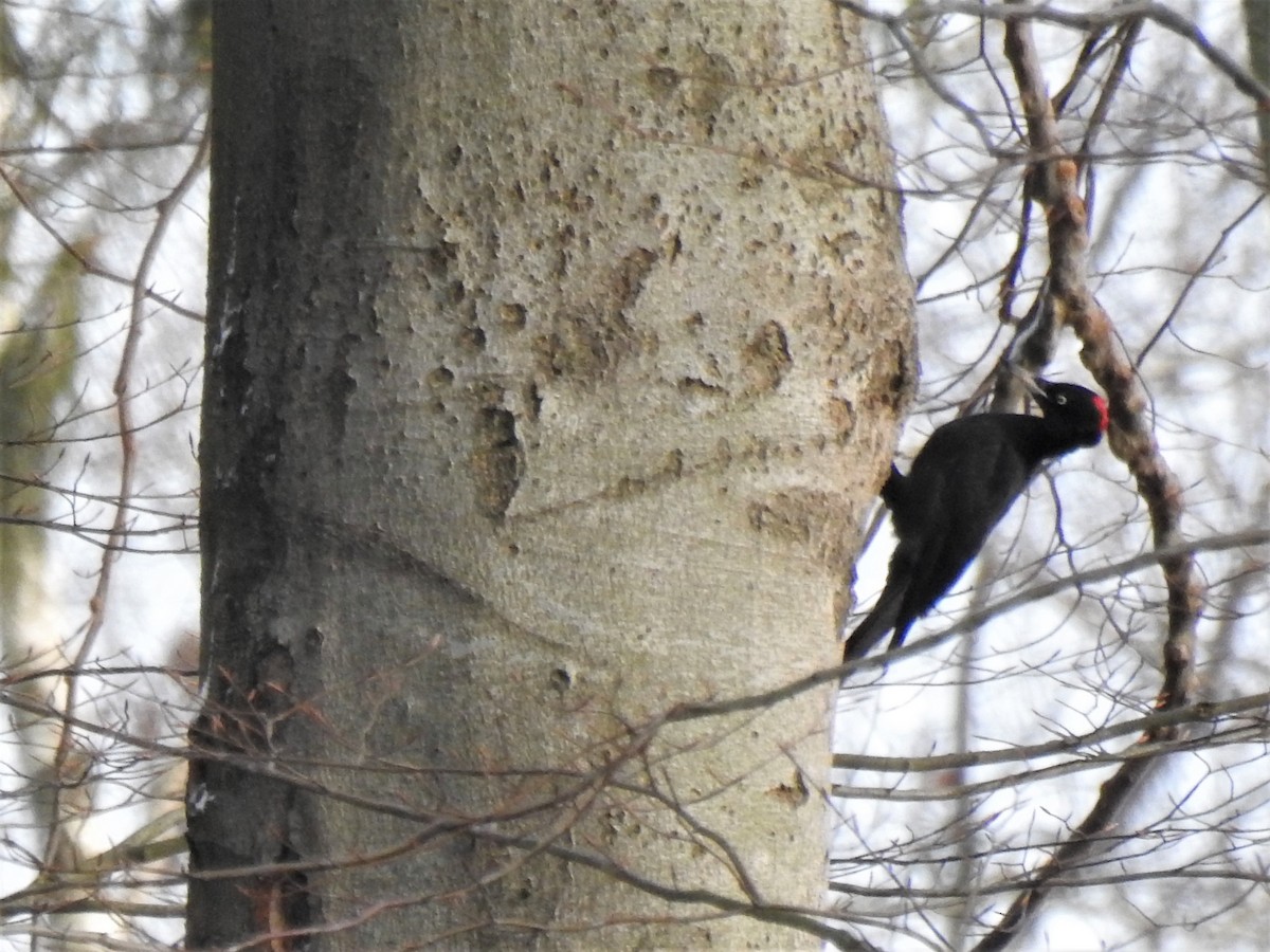 Black Woodpecker - ML291094681