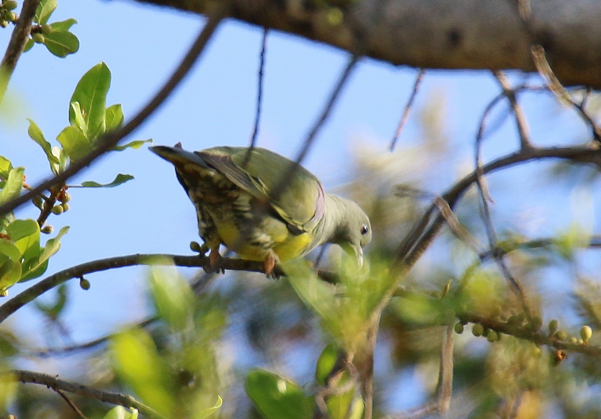 Bruce's Green-Pigeon - ML291094991