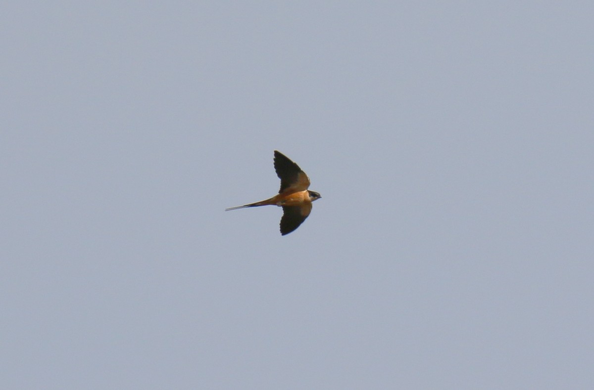 Golondrina Pechirrufa - ML291095481