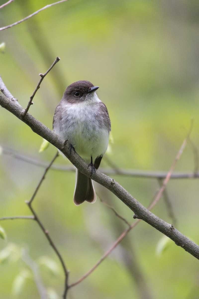 Eastern Phoebe - Adam Jackson