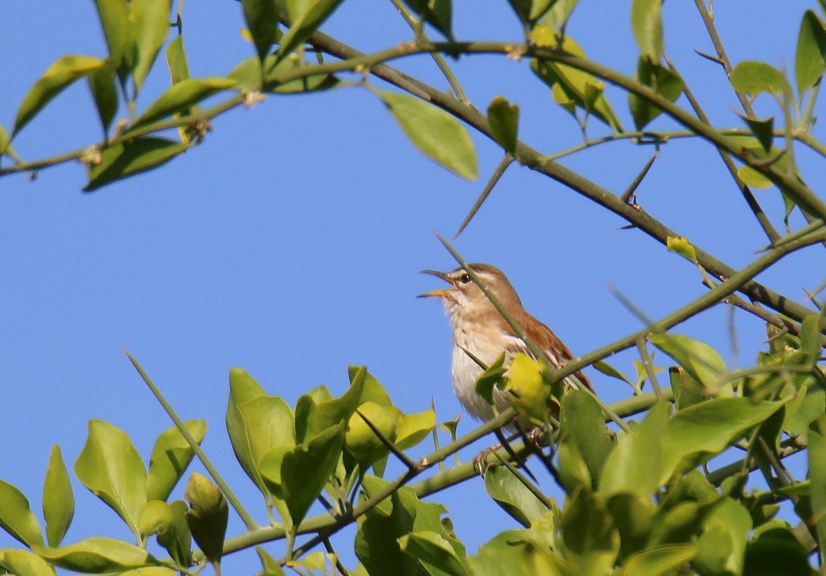 Red-backed Scrub-Robin - Kevin Lester