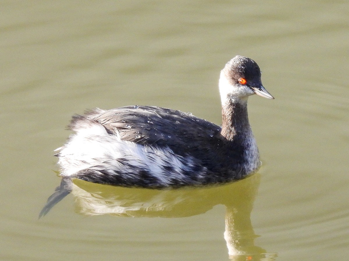 Eared Grebe - ML291095811