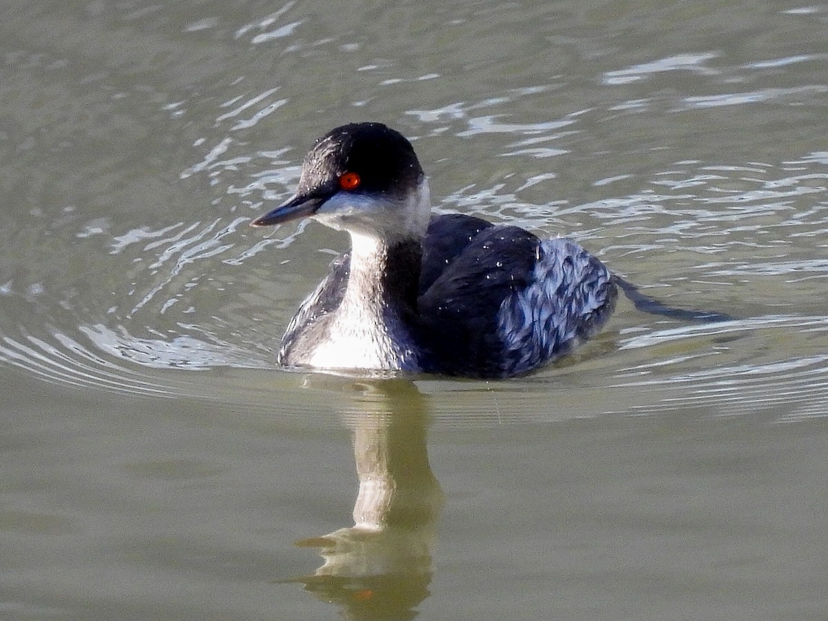 Eared Grebe - José Ramón Martínez