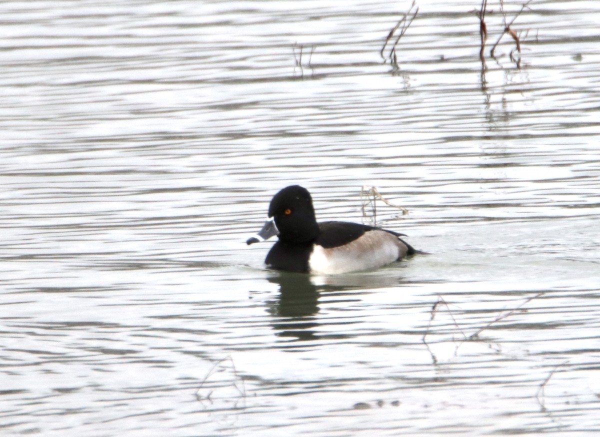 Ring-necked Duck - Melvern Martin