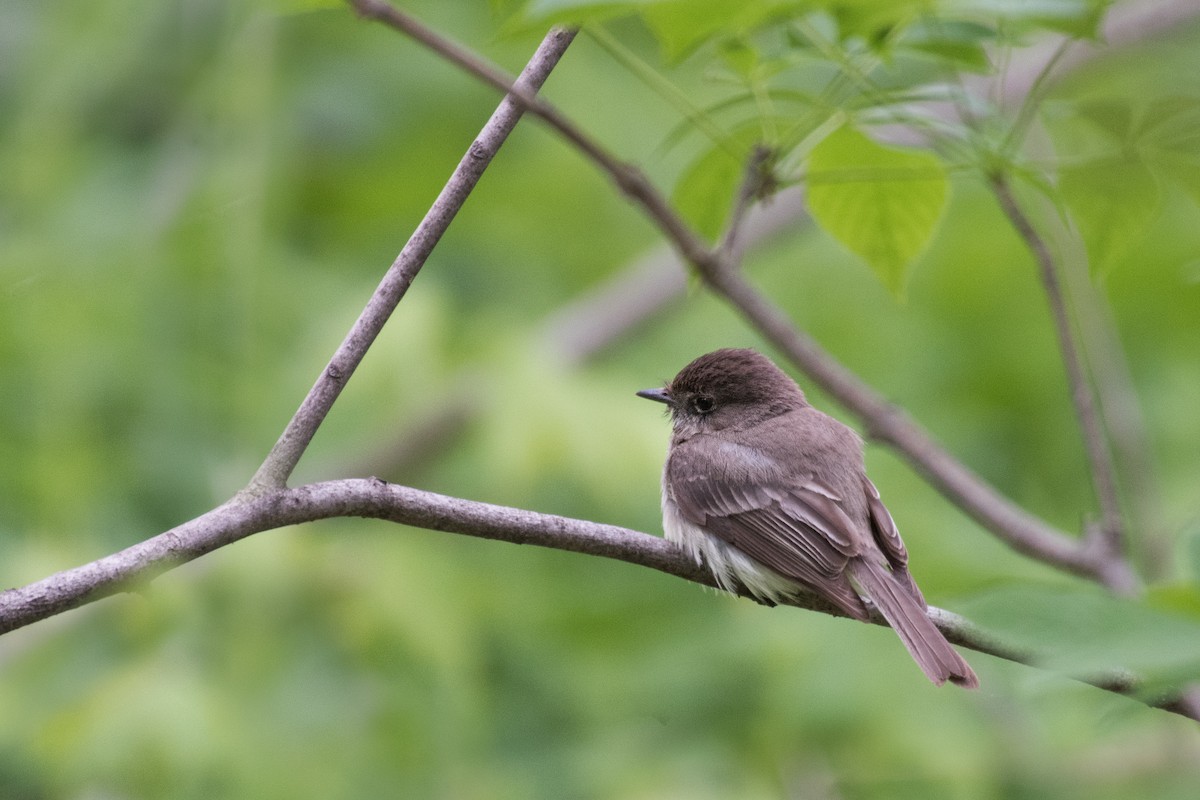 פיבי מזרחית - ML291095901