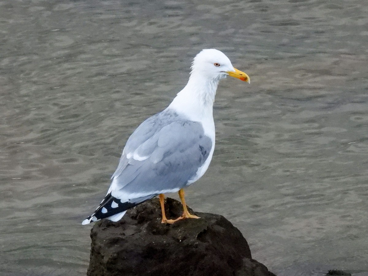 Yellow-legged Gull - José Ramón Martínez