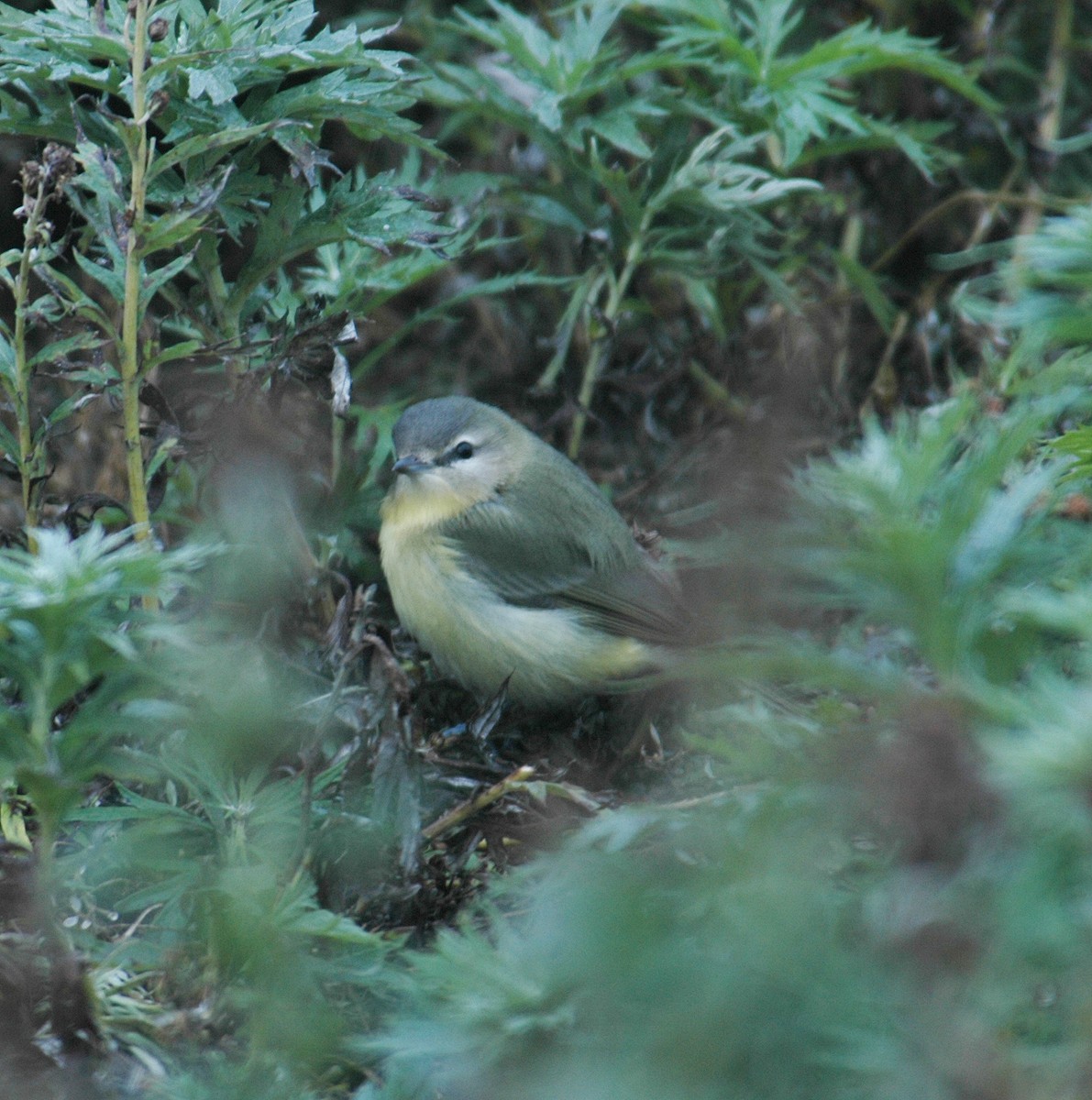 Vireo de Filadelfia - ML291096361