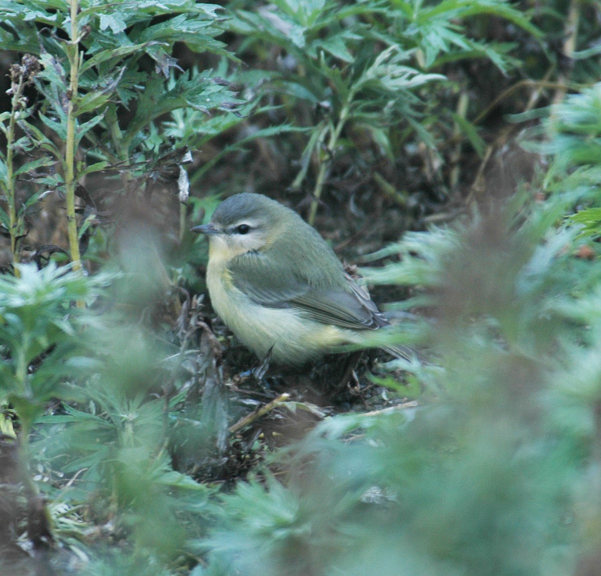 Philadelphia Vireo - ML291096401