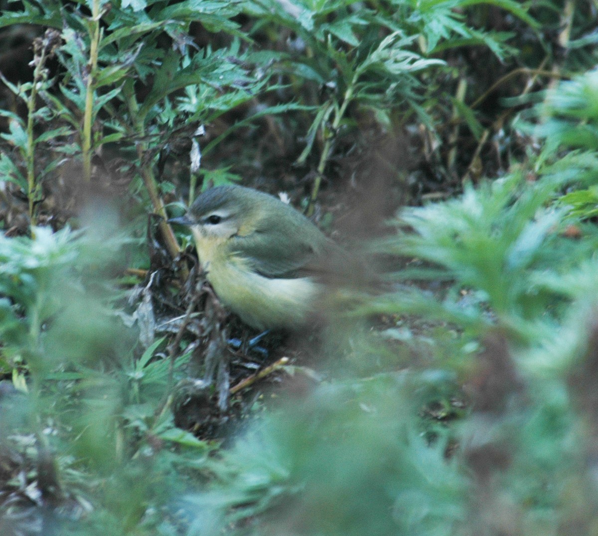 Philadelphia Vireo - Gary Rosenberg