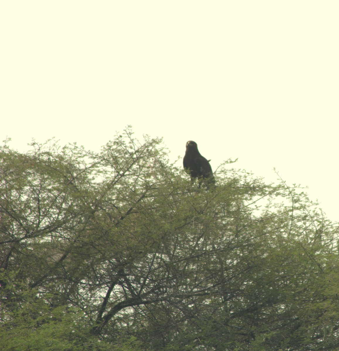 Greater Spotted Eagle - Kshitija Gupta