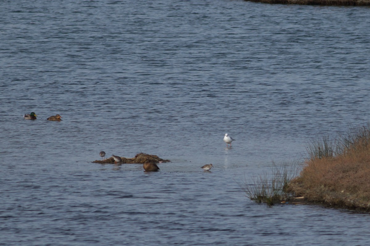 Spotted Redshank - ML291098561