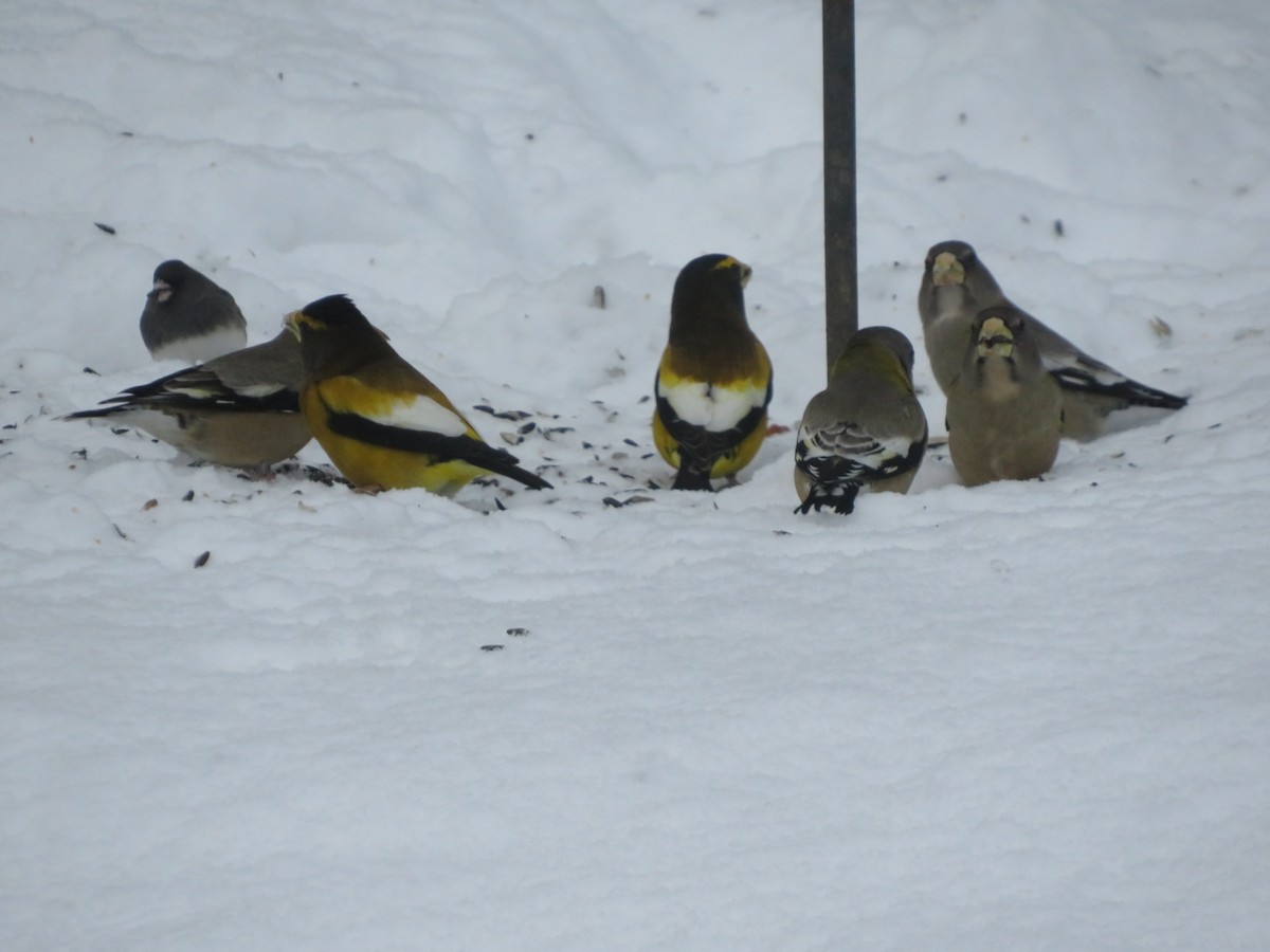 Evening Grosbeak - ML291099131