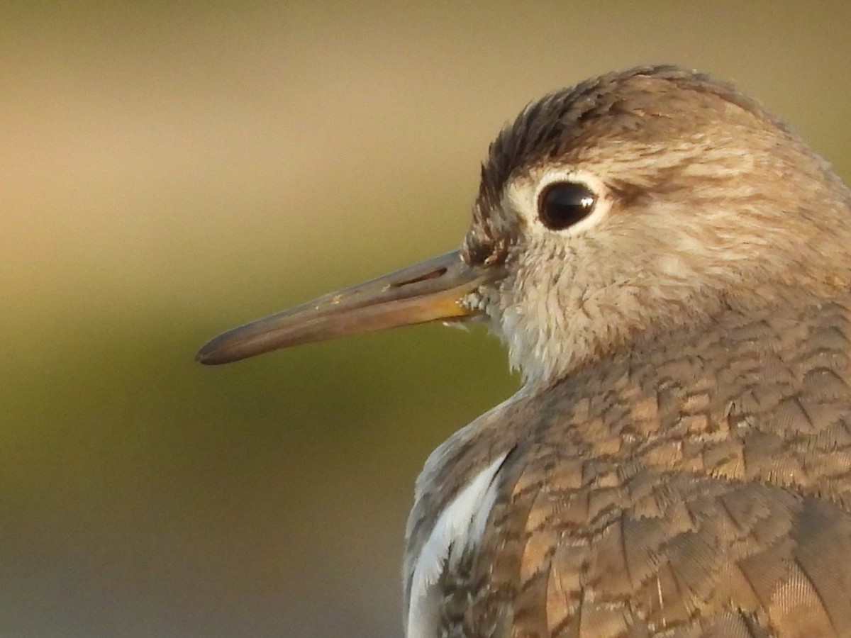 Common Sandpiper - Lakshmikant Neve