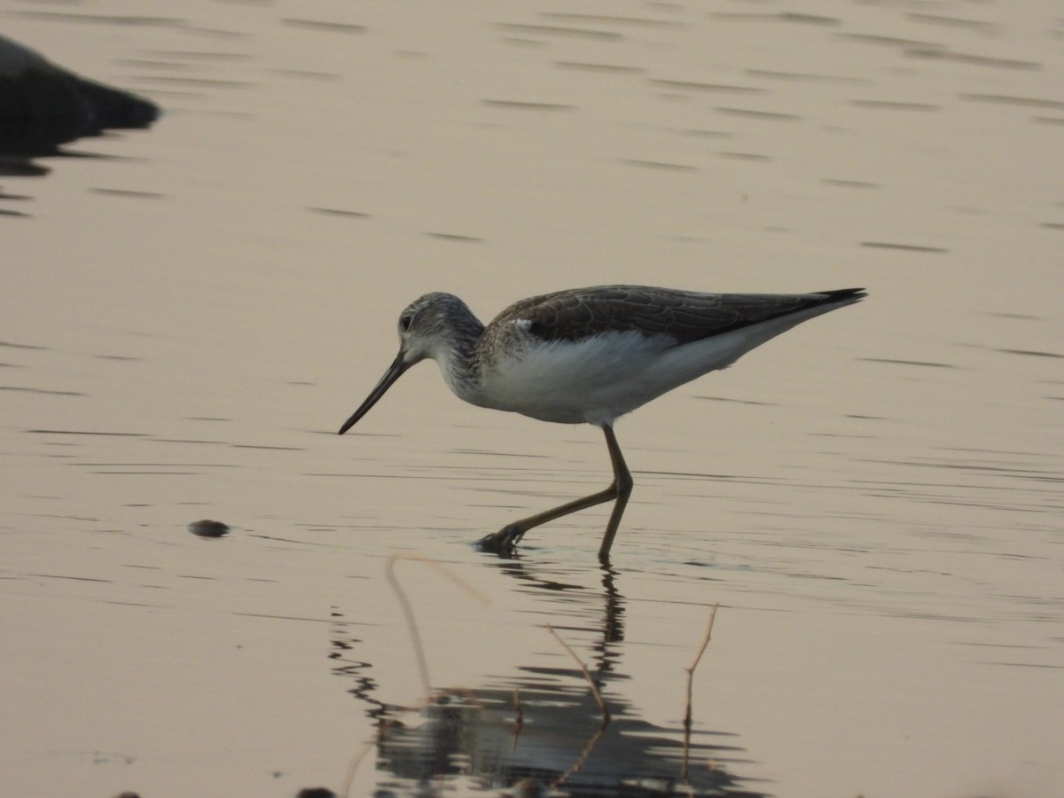 Common Greenshank - ML291099981