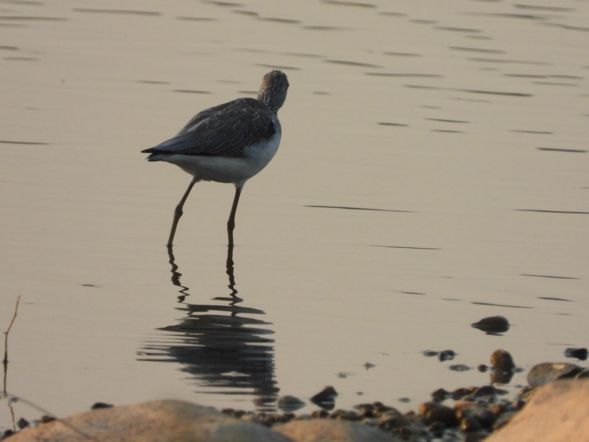 Common Greenshank - ML291100001