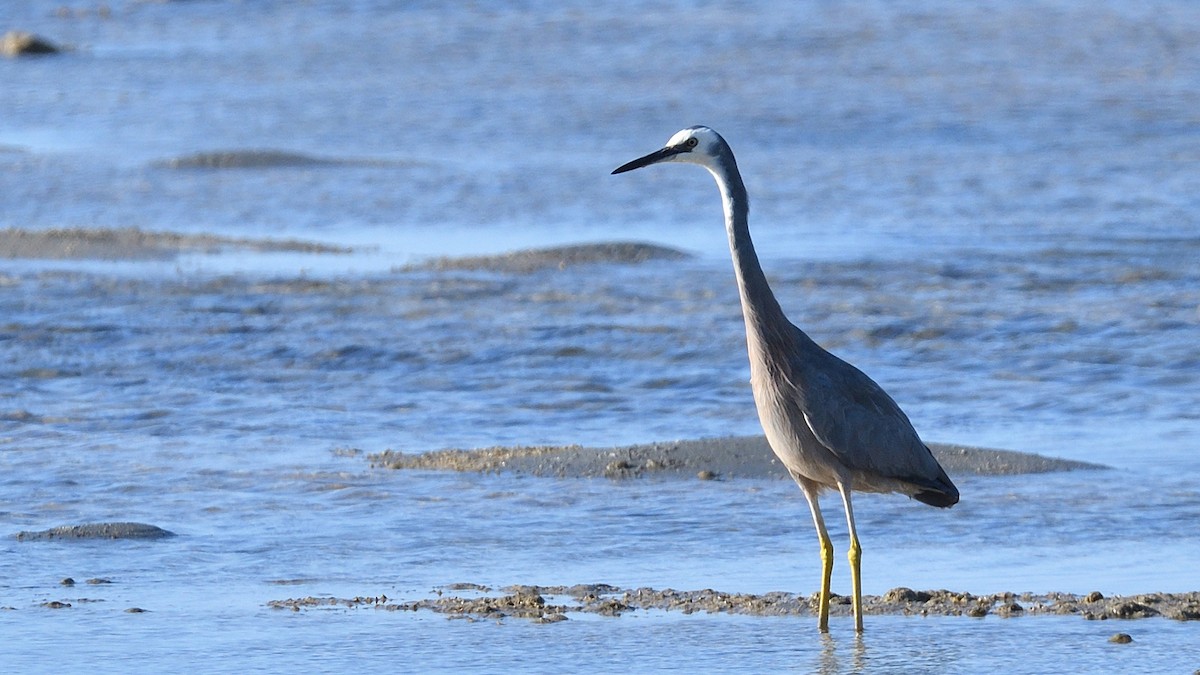 White-faced Heron - ML291100091