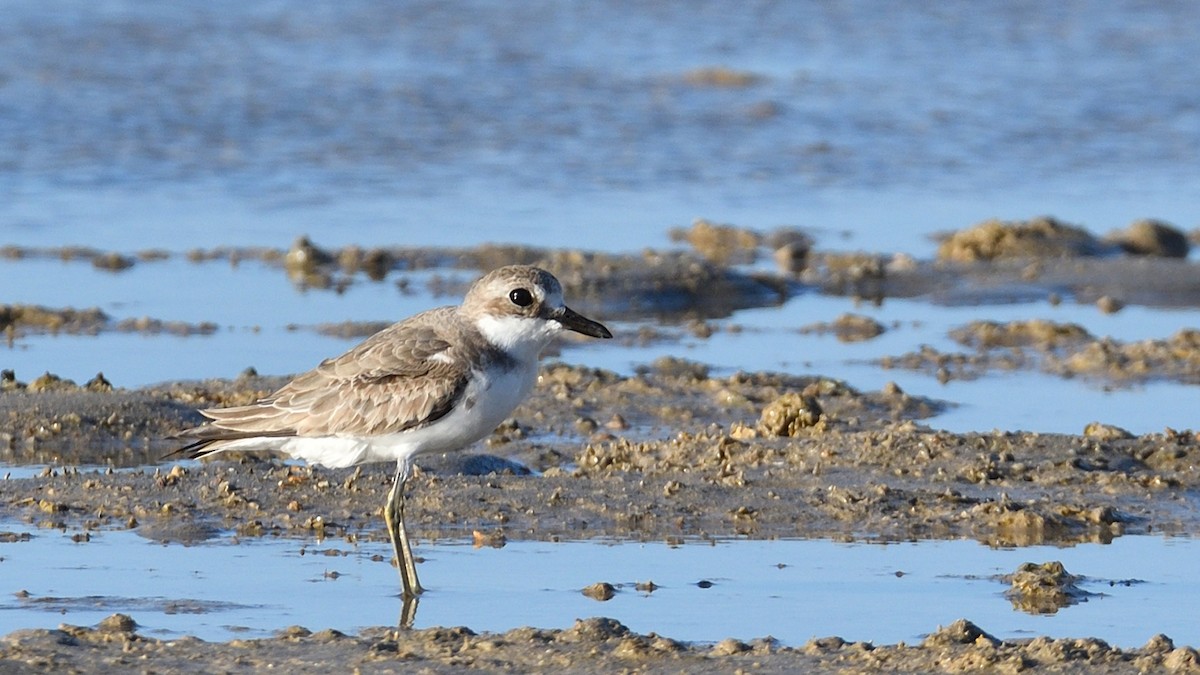 Greater Sand-Plover - ML291100151