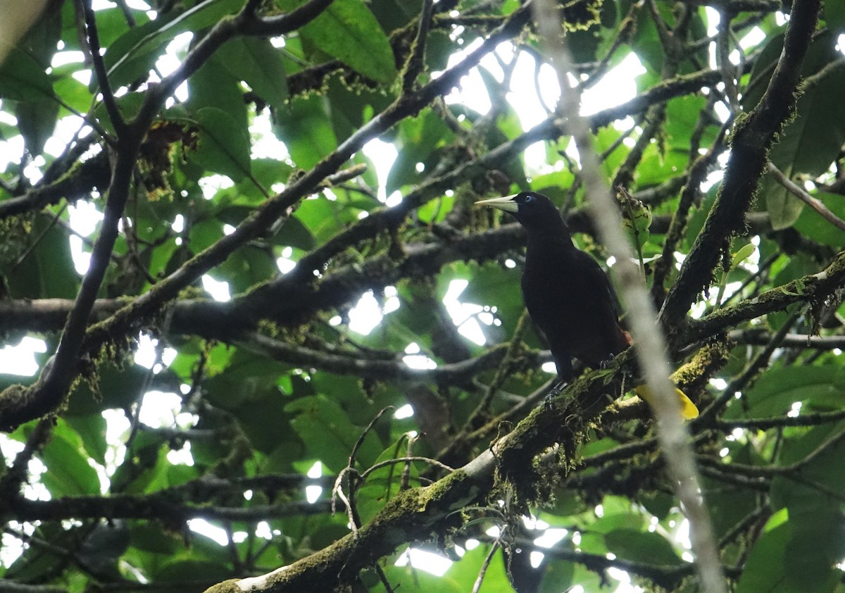 Crested Oropendola - ML291101201