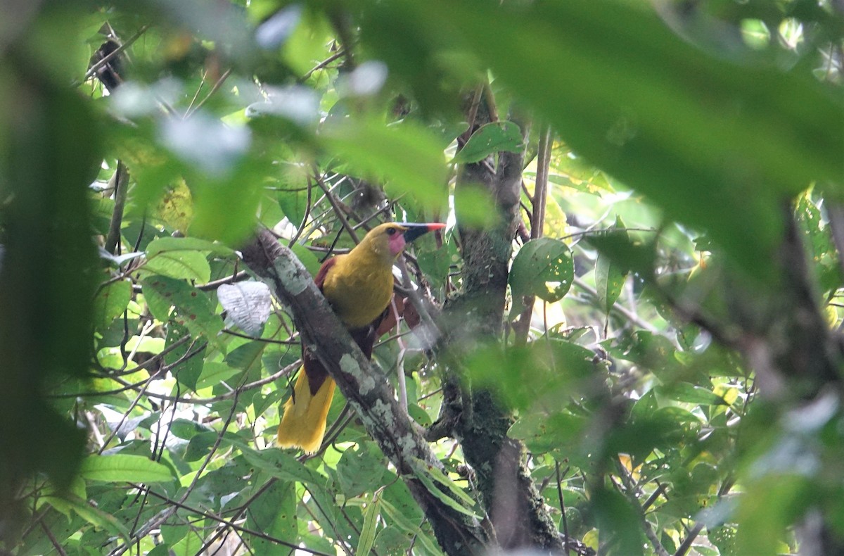 Olive Oropendola - Ottavio Janni