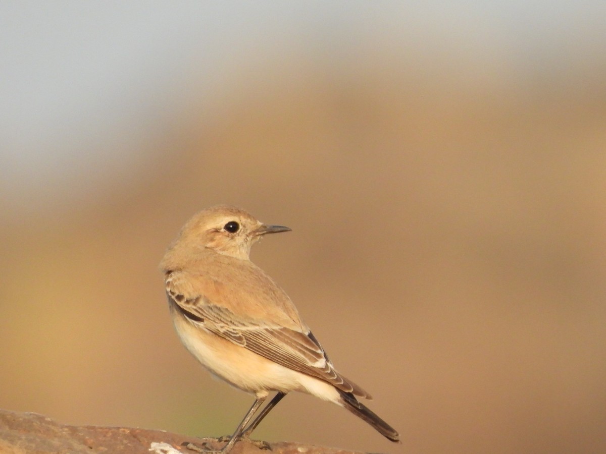 Desert Wheatear - ML291101331