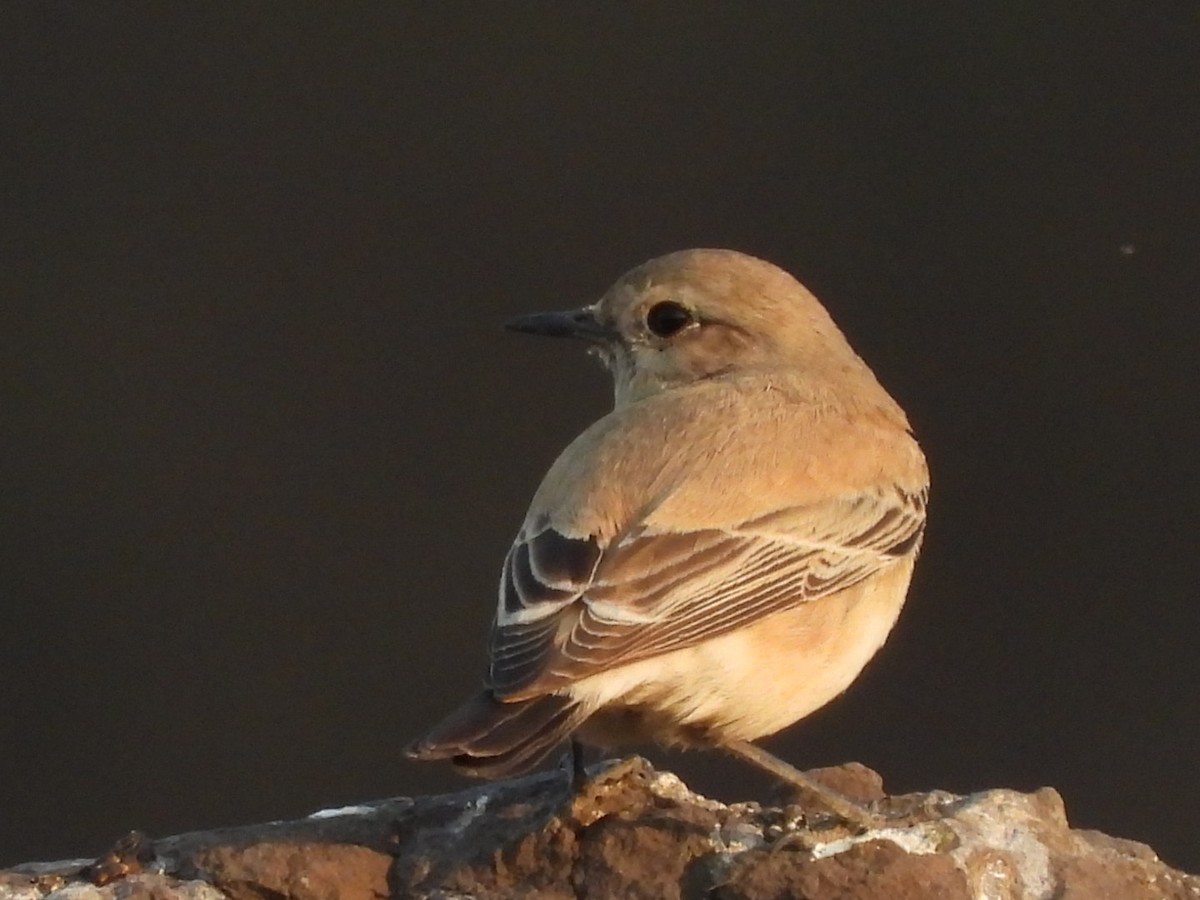 Desert Wheatear - ML291101341