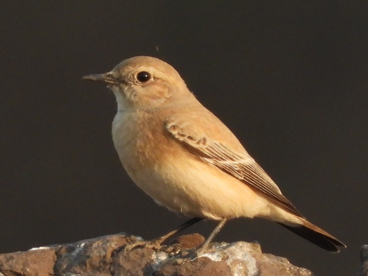 Desert Wheatear - ML291101351