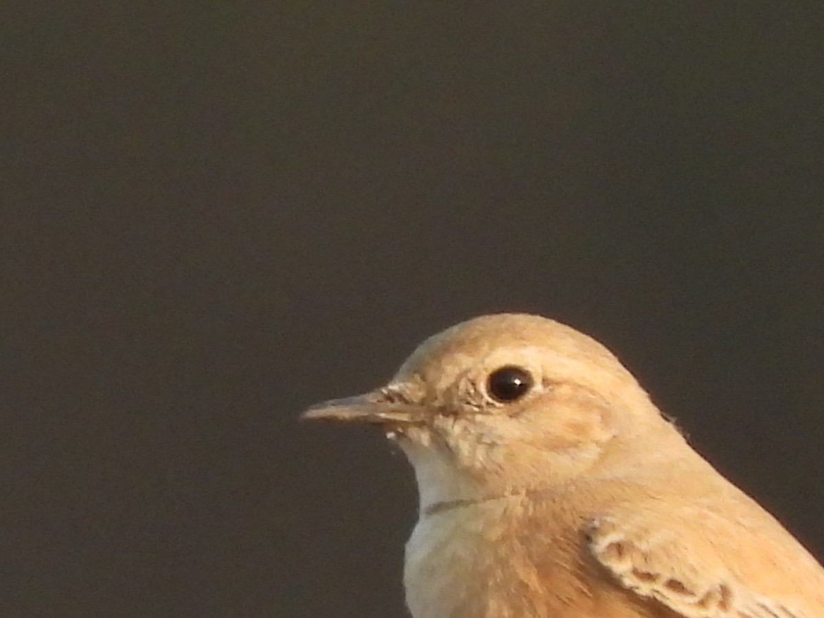 Desert Wheatear - ML291101381