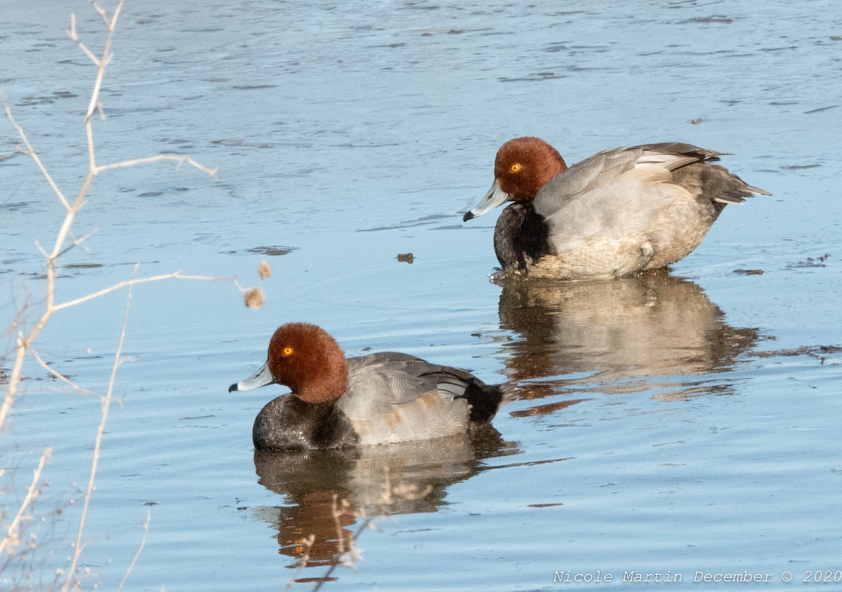 Redhead - ML291101911