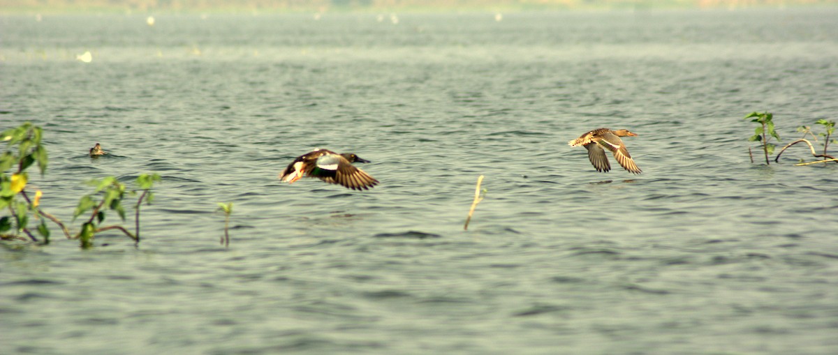 Northern Shoveler - ML291102911