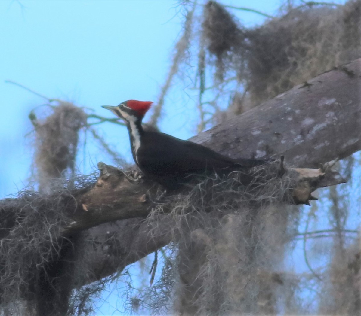 Pileated Woodpecker - Mitch Foret