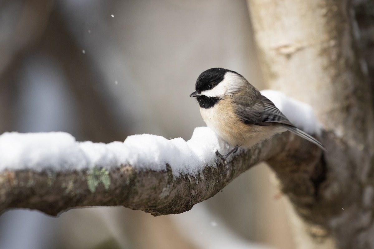 Carolina Chickadee - Ronan Nicholson