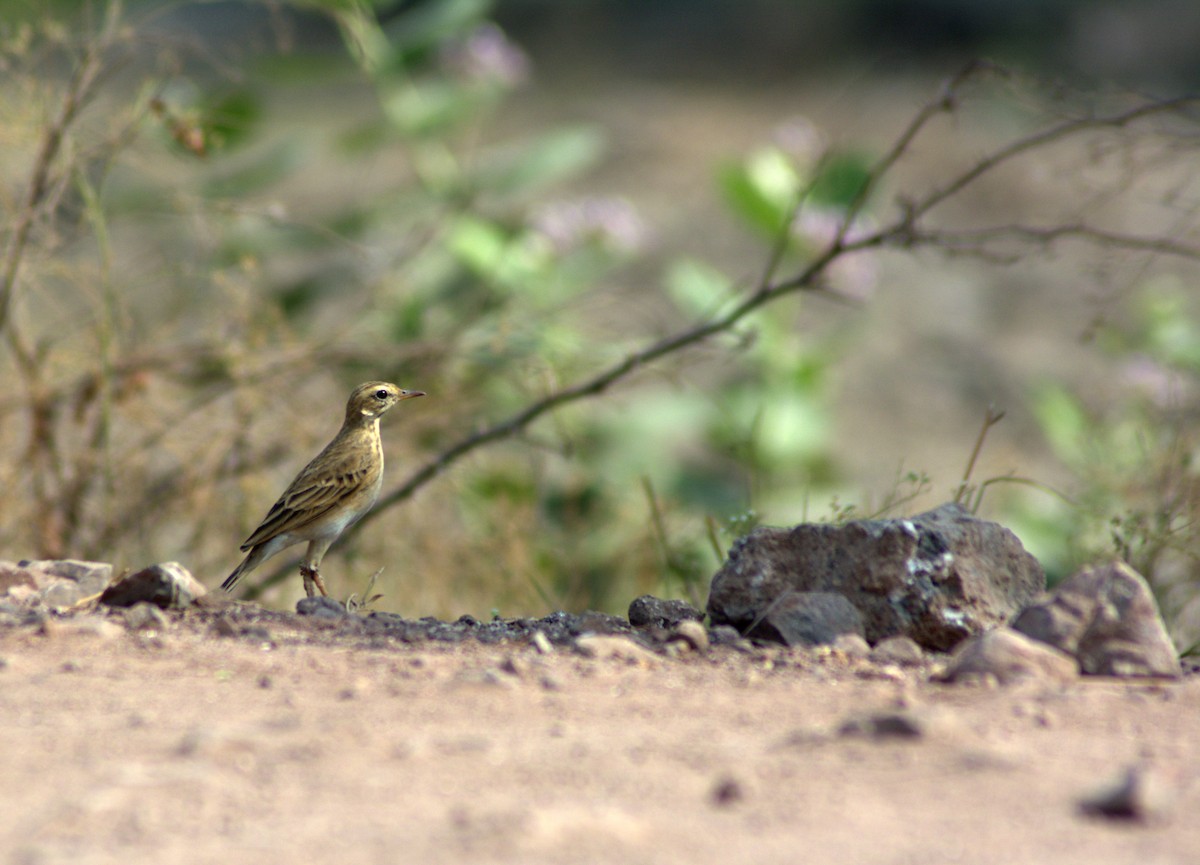 Pipit rousset - ML291104611