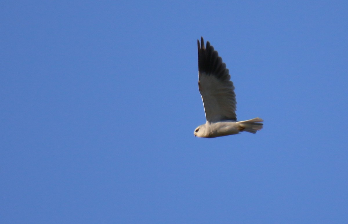 Black-winged Kite - ML291104661