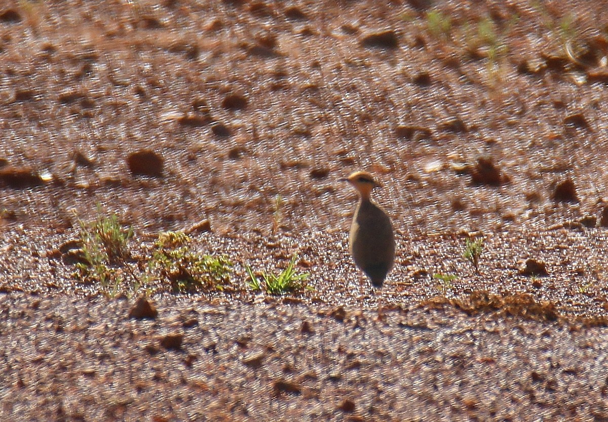 Temminck's Courser - ML291104741