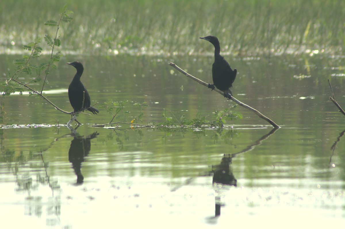 Indian Cormorant - ML291109011