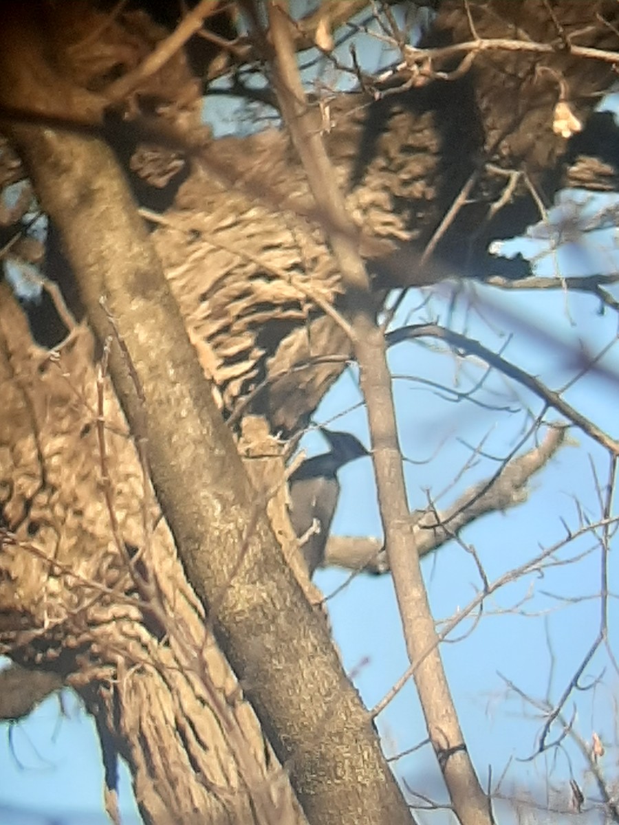 Pileated Woodpecker - Hazem Alkhan