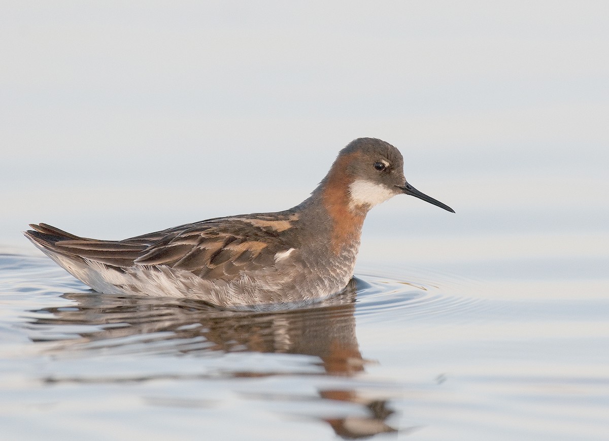 Red-necked Phalarope - ML291109691