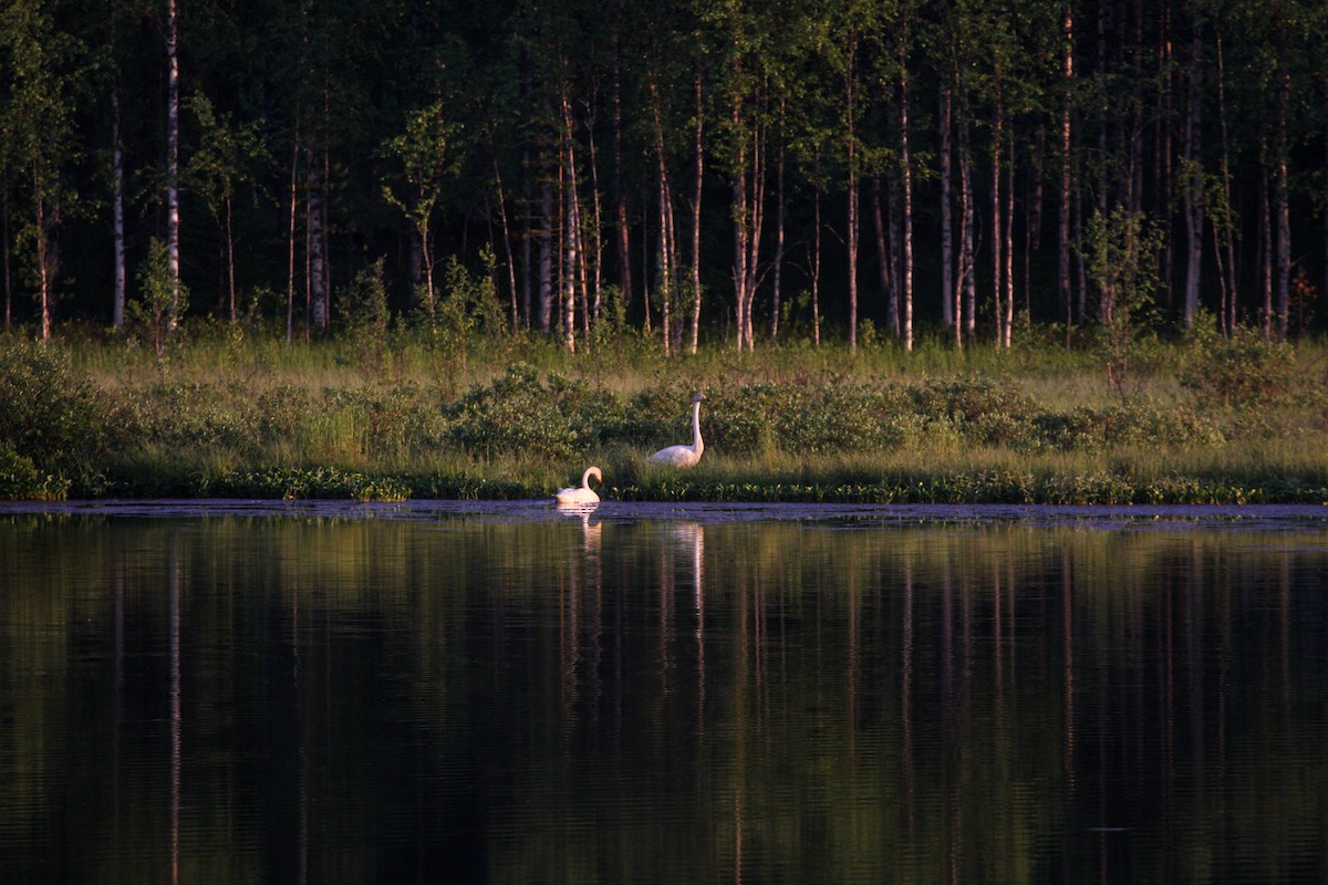 Whooper Swan - ML291109741