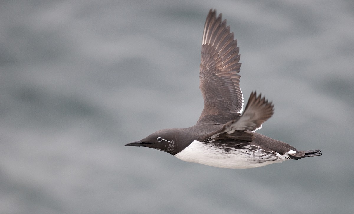 Common Murre - benny cottele