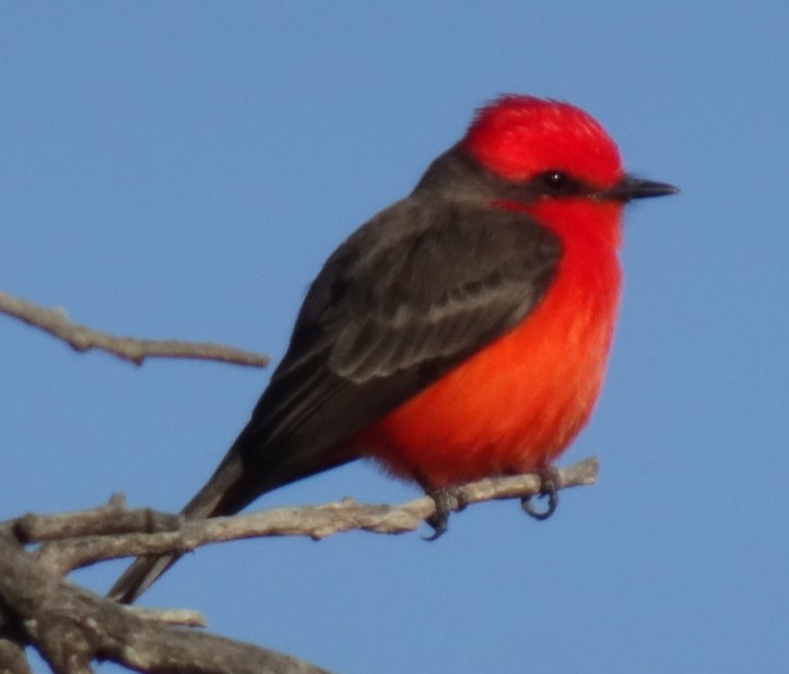 Vermilion Flycatcher - Justin Guzman